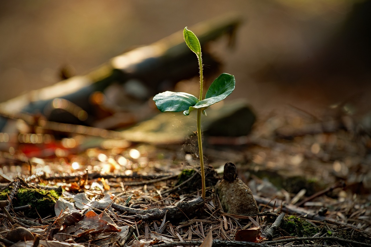 Spring Garden Prep: A Checklist